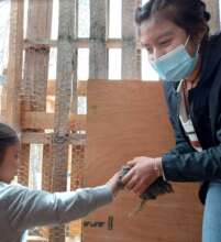 Learning to care for chickens!