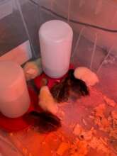Baby Chickens