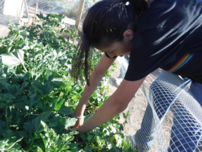 Ruth's Garden Watermelon