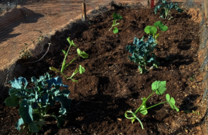 Spring crops in Ruth's Oidag (garden)