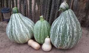 Autumn harvest in Ruth's Oidag