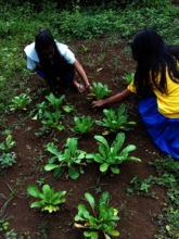 Rural school garden at Mukammali ES