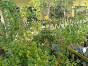Wonders of nature planted by pupils and teachers