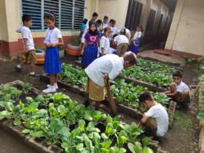 Gardening between school buildings in city