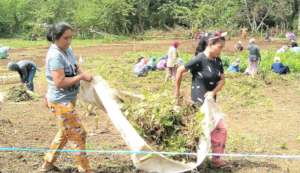 Everyone helps to set up community garden