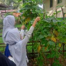 School garden