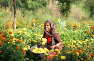 Women Farmer at her farms
