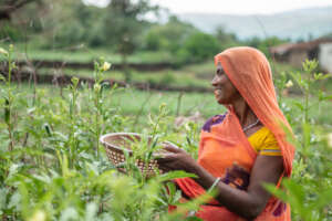 Vegetable Cultivation