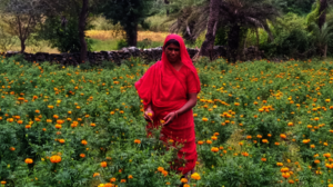 Dakhu Bai at her farm
