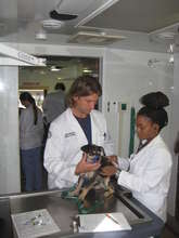 Wellness Clinic - getting ready for a spay