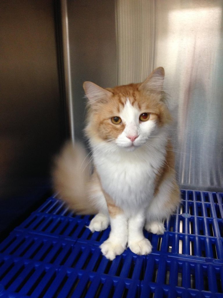 Spay/Neuter up to 20 Pets of the Homeless