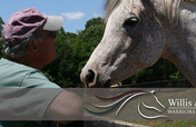 The Warrior And War Horse Project For Veterans