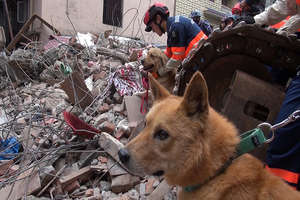 Yumenosuke searching through the rubble