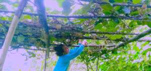 An EQ victim with new kiwi farm set-up by PHASE
