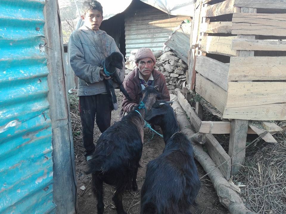 Baby goat has arrived in Semjung