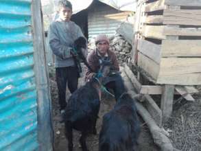 Baby goat has arrived in Semjung