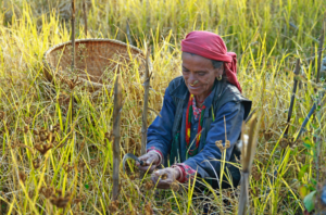A woman in traditional dress harvests millet