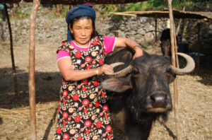 A woman and her Water Buffalo
