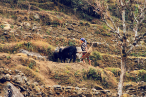 Plowing fields is no longer just a man's job!
