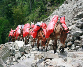 Donkeys haul tarps between remote villages