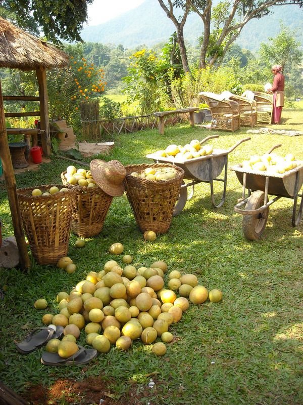 Help Rebuild Nepalese Family Farm & Training Site