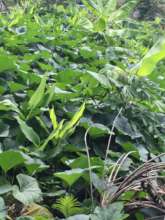 Tips on gardening