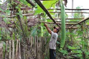 Seed production for Nepal