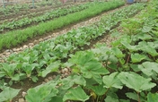 Nepal Earthquake Food Security Initiative