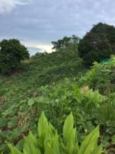 vegetable seed production