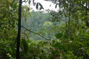 Part of our protected forest