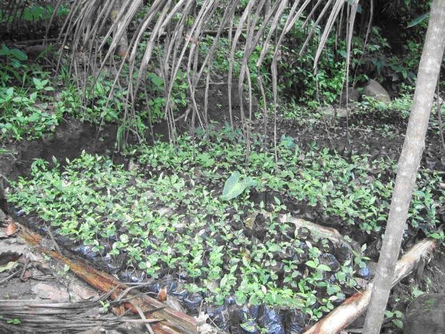 Micro Hydro Power for 1,000 People in Philippines