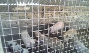 Healthy pigs