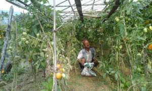 Greenhouse production