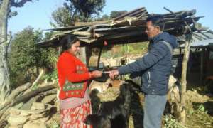 Veterinary medicines