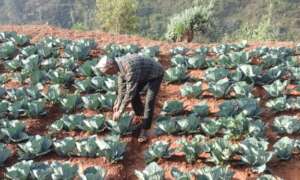 Local Vegetable Production