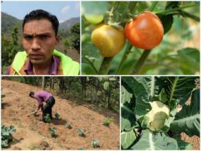 A healthy crop