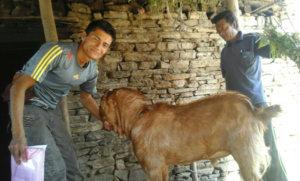 Veterinary services