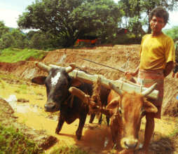 Farmer in village jeevanpur Nepal