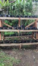 Gardening using local materials in small spaces