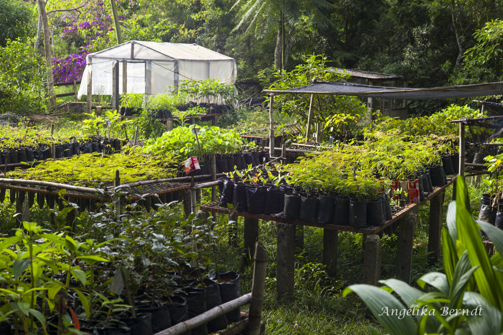Water for the Atlantic Rainforest People