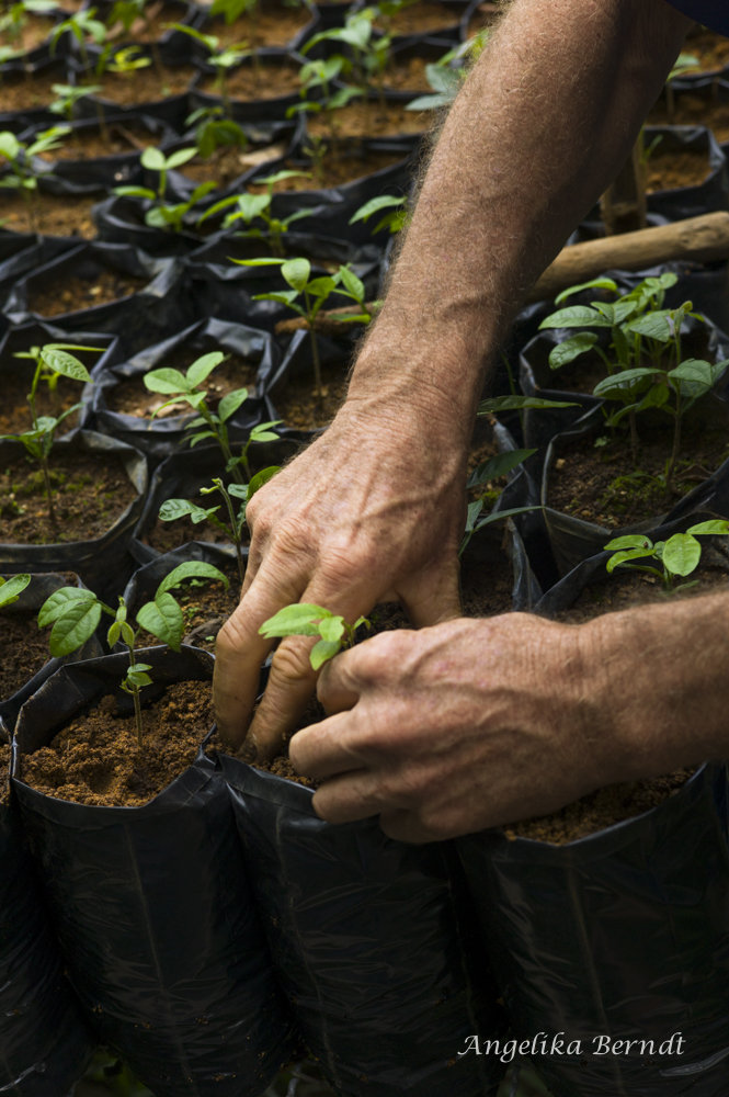 Water for the Atlantic Rainforest People
