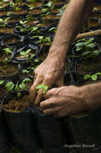 Water for the Atlantic Rainforest People