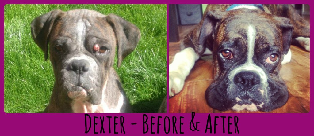 Reports on BOXERS- sick, injured distressed need your help