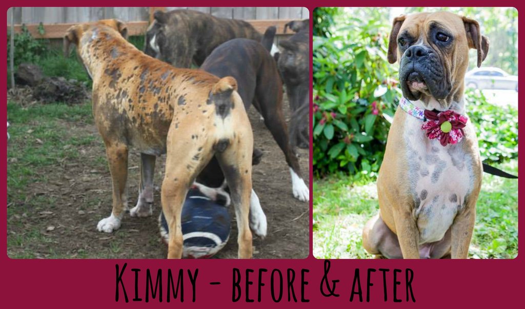 Boxer Dog Losing Hair On Hips Alopecia Dog Hair Thinning Gray Hair