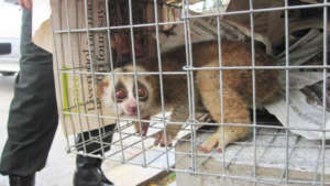 Slow Loris rescued from a tourist site in Koh Pich