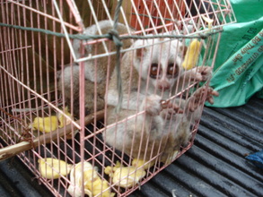 2,500 primates rescued by the WRRT
