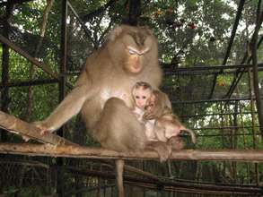 Rescued pig-tailed macaque and baby!