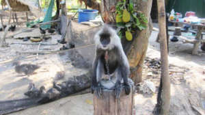 Endangered silver langur tied to a post