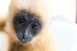 Rescued baby gibbon now healthy & happy at PTWRC!