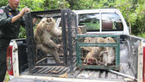 Long tailed macaques rescued from a pagoda